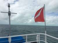 Great day of scuba diving in Key Largo with Rainbow Reef on spiegel grove tropical adventure 2015 12 06 r2341 1