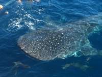 Great day of scuba diving in Key Largo with Rainbow Reef on uscgc duane tropical odyssey 2015 12 15 r2376 2