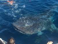 Great day of scuba diving in Key Largo with Rainbow Reef on uscgc duane tropical odyssey 2015 12 15 r2376 3