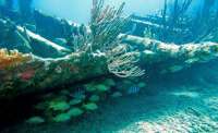 Great day of scuba diving in Key Largo with Rainbow Reef on benwood wreck tropical odyssey 2015 02 15 r1207 1