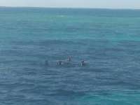 Great day of scuba diving in Key Largo with Rainbow Reef on snapper ledge tropical odyssey 2015 02 08 r1186 1