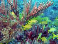 Great day of scuba diving in Key Largo with Rainbow Reef on snapper ledge tropical odyssey 2015 02 27 r1234 1