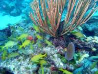 Great day of scuba diving in Key Largo with Rainbow Reef on snapper ledge tropical odyssey 2015 02 27 r1234 3