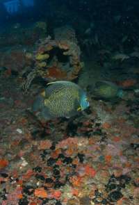 Great day of scuba diving in Key Largo with Rainbow Reef on uscgc duane tropical adventure 2015 02 16 r1211 1