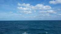 Great day of scuba diving in Key Largo with Rainbow Reef on christ statue tropical adventure 2015 01 31 r1175 1