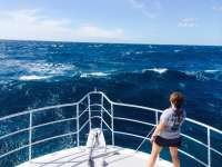 Great day of scuba diving in Key Largo with Rainbow Reef on drift molasses tropical odyssey 2015 01 26 r1161 1