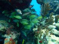 Great day of scuba diving in Key Largo with Rainbow Reef on fire coral cave tropical odyssey 2015 01 31 r1174 1