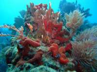 Great day of scuba diving in Key Largo with Rainbow Reef on fire coral cave tropical odyssey 2015 01 31 r1174 2