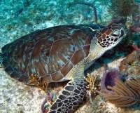 Great day of scuba diving in Key Largo with Rainbow Reef on molasses reef tropical odyssey 2015 01 10 r1117 2