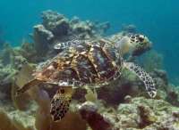 Great day of scuba diving in Key Largo with Rainbow Reef on molasses reef tropical odyssey 2015 01 10 r1117 3
