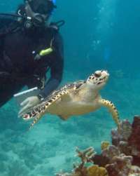 Great day of scuba diving in Key Largo with Rainbow Reef on molasses reef tropical odyssey 2015 01 10 r1117 4
