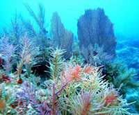 Great day of scuba diving in Key Largo with Rainbow Reef on molasses reef tropical odyssey 2015 01 13 r1121 2