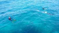 Great day of scuba diving in Key Largo with Rainbow Reef on snapper ledge tropical odyssey 2015 01 05 r1110 1