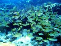 Great day of scuba diving in Key Largo with Rainbow Reef on snapper ledge tropical odyssey 2015 01 30 r1172 1