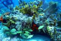Great day of scuba diving in Key Largo with Rainbow Reef on snapper ledge tropical odyssey 2015 01 30 r1172 2