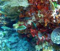 Great day of scuba diving in Key Largo with Rainbow Reef on snapper ledge tropical odyssey 2015 01 30 r1172 3