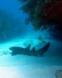 Great day of scuba diving in Key Largo with Rainbow Reef on winch hole tropical odyssey 2015 01 30 r1173 3