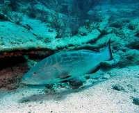 Great day of scuba diving in Key Largo with Rainbow Reef on city of washington tropical odyssey 2015 07 07 r1724 1