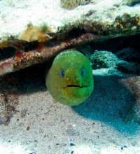 Great day of scuba diving in Key Largo with Rainbow Reef on city of washington tropical odyssey 2015 07 07 r1724 2
