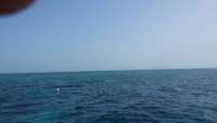 Great day of scuba diving in Key Largo with Rainbow Reef on conch wall tropical voyager 2015 07 01 r1702 1