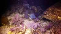 Great day of scuba diving in Key Largo with Rainbow Reef on eagle ray alley tropical odyssey 2015 07 11 r1746 1