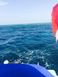 Great day of scuba diving in Key Largo with Rainbow Reef on molasses reef tropical adventure 2015 07 06 r1720 1