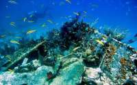 Great day of scuba diving in Key Largo with Rainbow Reef on city of washington tropical odyssey 2015 06 30 r1700 1