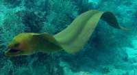 Great day of scuba diving in Key Largo with Rainbow Reef on french reef tropical odyssey 2015 06 30 r1698 1