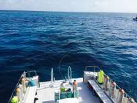 Great day of scuba diving in Key Largo with Rainbow Reef on french reef tropical voyager 2015 06 28 r1686 1