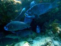Great day of scuba diving in Key Largo with Rainbow Reef on hole in the wall tropical odyssey 2015 06 08 r1598 2