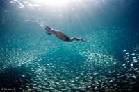 Great day of scuba diving in Key Largo with Rainbow Reef on minnow cave tropical explorer 2015 06 17 r1634 1