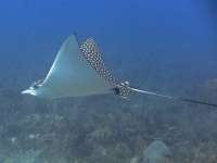 Great day of scuba diving in Key Largo with Rainbow Reef on molasses reef tropical adventure 2015 06 26 r1672 1