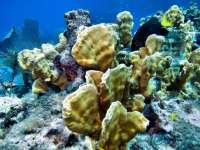 Great day of scuba diving in Key Largo with Rainbow Reef on molasses reef tropical odyssey 2015 06 10 r1608 1