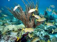 Great day of scuba diving in Key Largo with Rainbow Reef on molasses reef tropical odyssey 2015 06 10 r1608 2