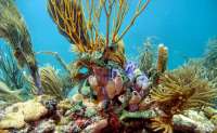 Great day of scuba diving in Key Largo with Rainbow Reef on molasses reef tropical odyssey 2015 06 10 r1608 3