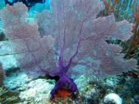 Great day of scuba diving in Key Largo with Rainbow Reef on pickles reef tropical odyssey 2015 06 05 r1583 1
