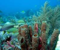 Great day of scuba diving in Key Largo with Rainbow Reef on pickles reef tropical odyssey 2015 06 05 r1583 3