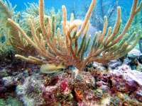Great day of scuba diving in Key Largo with Rainbow Reef on spanish anchor tropical odyssey 2015 06 24 r1665 1