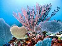 Great day of scuba diving in Key Largo with Rainbow Reef on spanish anchor tropical odyssey 2015 06 24 r1665 2