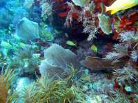 Great day of scuba diving in Key Largo with Rainbow Reef on winch hole tropical odyssey 2015 06 04 r1579 1