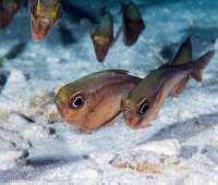 Great day of scuba diving in Key Largo with Rainbow Reef on winch hole tropical odyssey 2015 06 15 r1623 1