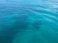 Great day of scuba diving in Key Largo with Rainbow Reef on woodys tropical odyssey 2015 06 09 r1602 2