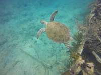 Great day of scuba diving in Key Largo with Rainbow Reef on benwood wreck tropical explorer 2015 03 30 r1341 1