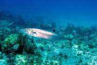 Great day of scuba diving in Key Largo with Rainbow Reef on benwood wreck tropical odyssey 2015 03 22 r1309 1