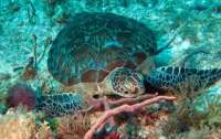 Great day of scuba diving in Key Largo with Rainbow Reef on fire coral cave tropical odyssey 2015 03 02 r1243 2