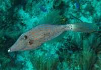 Great day of scuba diving in Key Largo with Rainbow Reef on fire coral cave tropical odyssey 2015 03 02 r1243 3