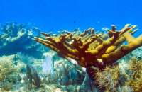 Great day of scuba diving in Key Largo with Rainbow Reef on molasses deep tropical odyssey 2015 03 16 r1280 2