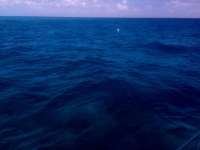 Great day of scuba diving in Key Largo with Rainbow Reef on molasses reef tropical odyssey 2015 03 14 r1273 2