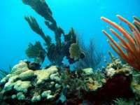 Great day of scuba diving in Key Largo with Rainbow Reef on north star tropical odyssey 2015 03 23 r1312 1