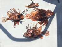 Great day of scuba diving in Key Largo with Rainbow Reef on snapper ledge tropical adventure 2015 03 25 r1321 1